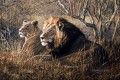 Fotomural gato grande pareja de leones